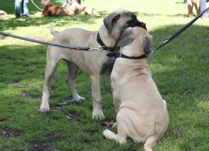 Gåtur på Bakken 2015