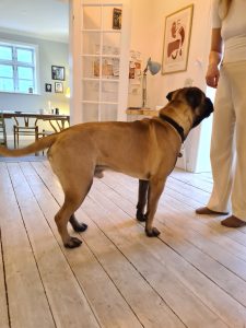 Manfred søger ny familie - Omplacering