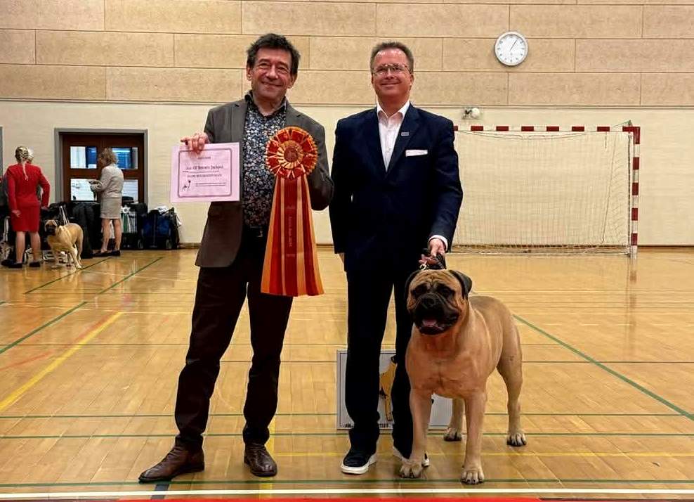 TOP Han 2025: Ace Of Beton's Jackpot|Ejer: Henrik Storr Wandel, DK ¤ Opdrætter: Helle & Arne Dyrlund, DK