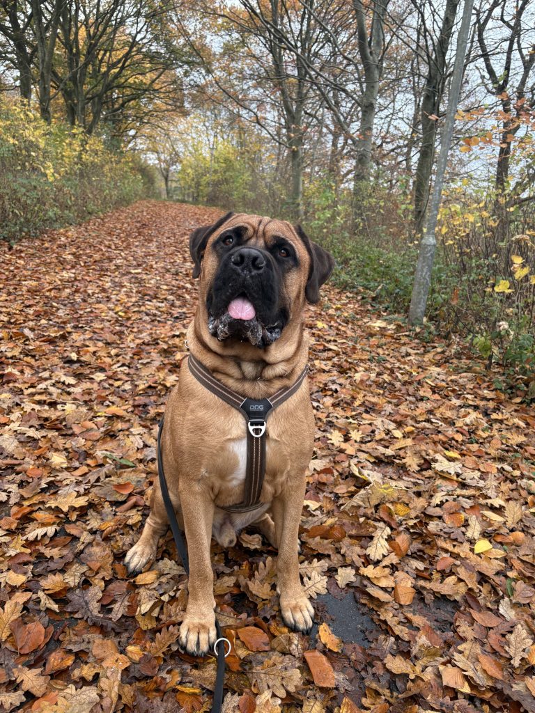 Månedens billede april 2026