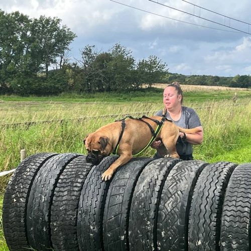 Månedens billede marts 2025 - Harley of Hillside Guardian - Ejer Mille Frandsen