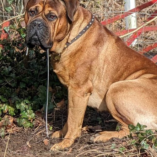 Månedens billede - April 2023 - Aslan Ejer: Lone Atzen Gade