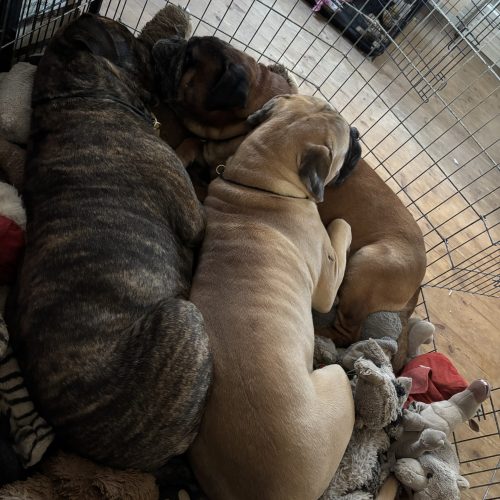 Månedens billede maj 2025