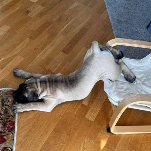 Månedens billede juli 2023