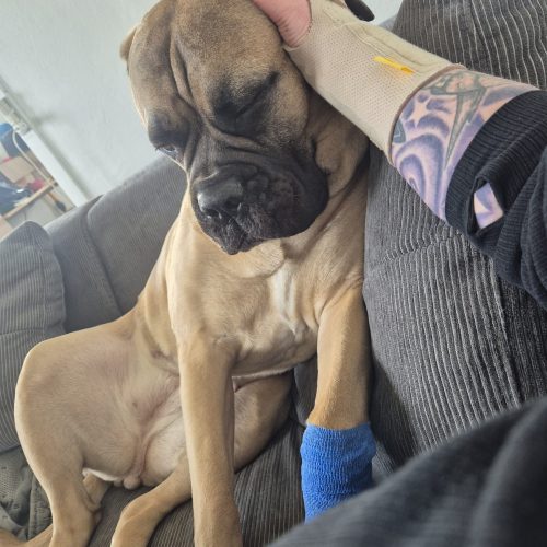 Månedens billede juli 2025