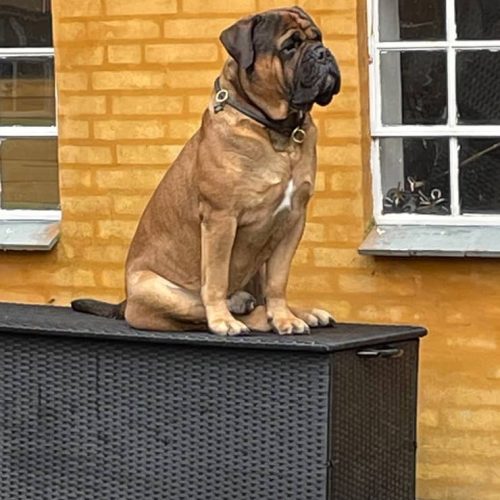 Månedens billede august 2023