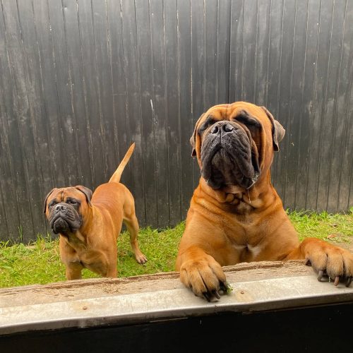 Månedens billede november 2022