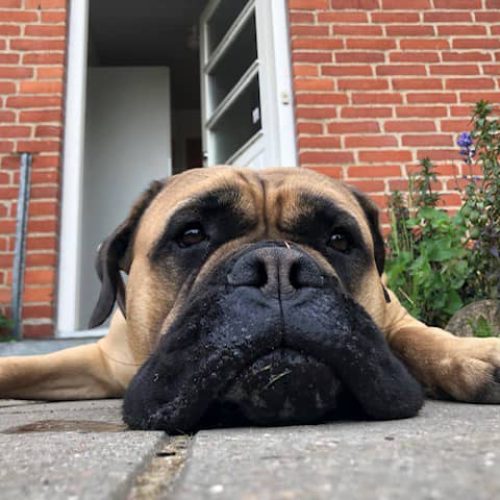 Månedens billede december 2022