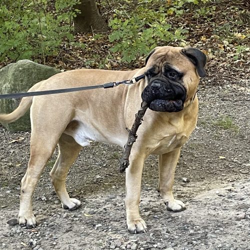 Månedens Billede februar 2024