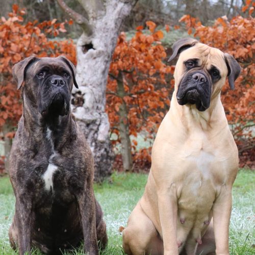 Månedens billede - Marts 2023 - Dansk Bullmastiff Klub